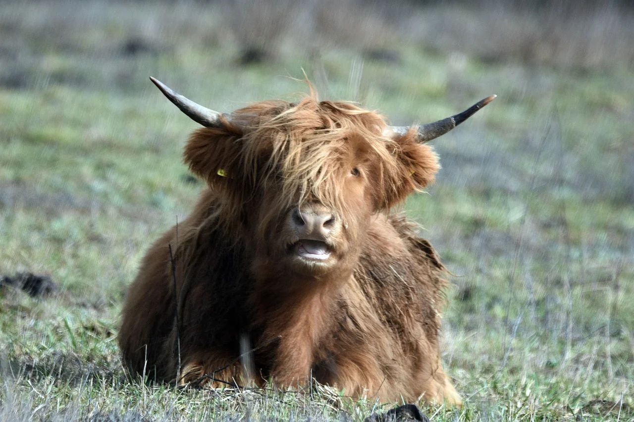 Wiejskie życie w Polsce — tradycja i spokój agroturystyki