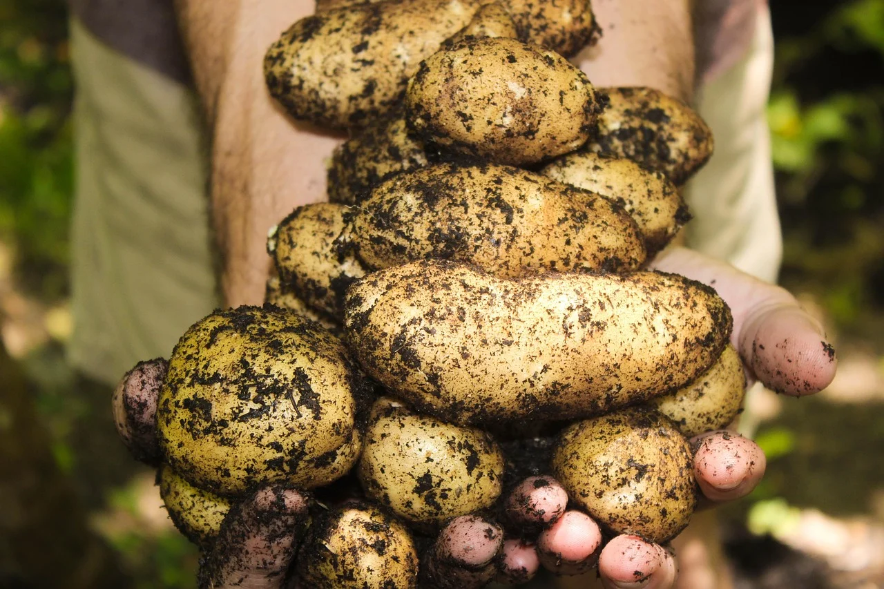 seasonal vegetables harvest