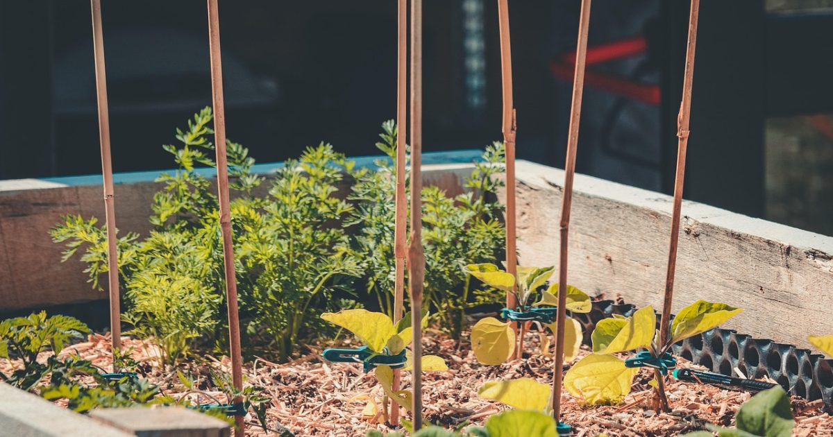 Ogród warzywny na start — zdjęcie 1