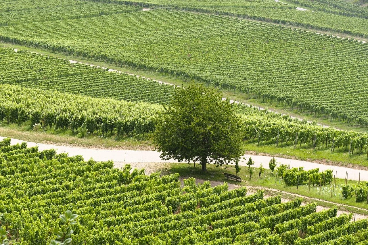 Jesienne winobranie — polskie winnice w sezonie zbiorów